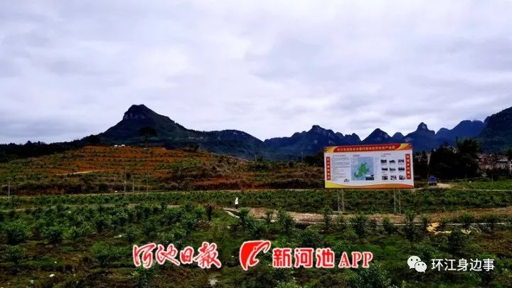 塘果村最新新闻报道概览