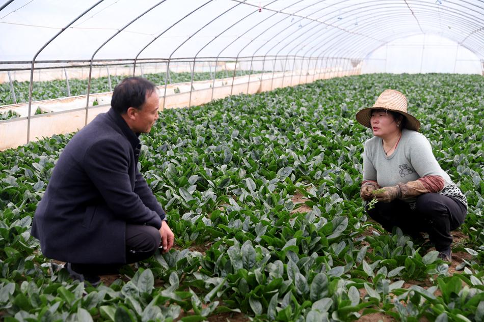 友好区农业农村局新项目推动农业现代化，乡村振兴再添动力