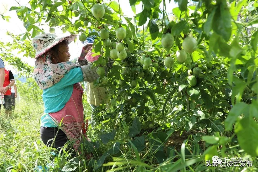 那巴村繁荣和谐新蓝图，最新发展规划揭秘