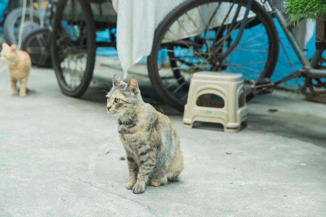 清水台街道天气预报最新详解