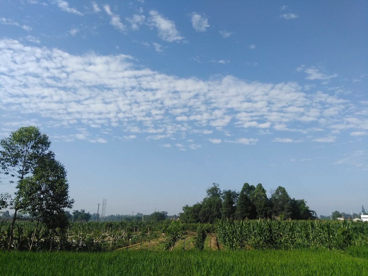 月晴镇天气预报更新通知