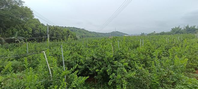 播植镇最新项目，地区发展的强大引擎驱动力