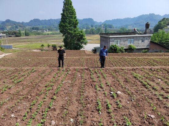 桃山区农业农村局新项目推动农业现代化，乡村振兴再添新动力